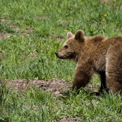 Buscando al oso pardo en el Parque Natural del Alt Pirineu