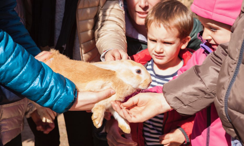 En Mas Coromina los niños tienen un contacto directo con los animales.