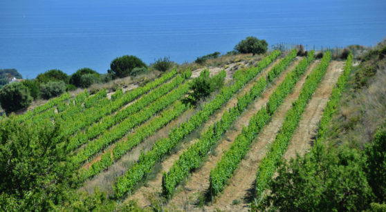El viaje a la singularidad vinícola de Costa Barcelona