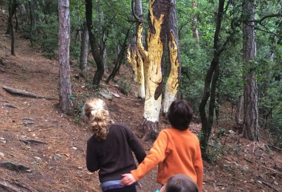 A la caza de setas (pintadas) en el bosque de Castellfollit en Muntanyes de Prades